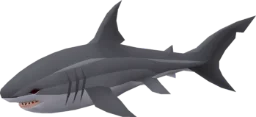 Great white shark